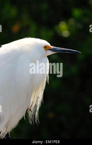 Porträt von Snowy Silberreiher (Egretta unaufger) Stockfoto