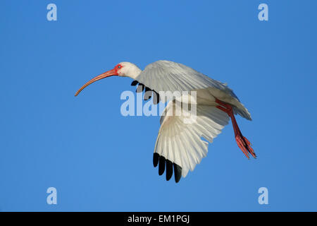 Weißer Ibis (Eudocimus Albus) blauen Himmel fliegen Stockfoto