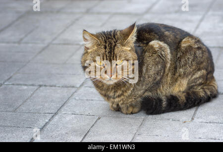 Porträt der Stadt Katze sitzt auf einem Pflaster Stockfoto