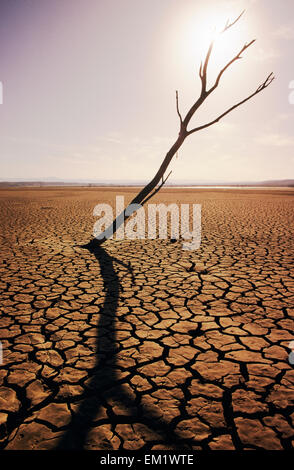 USA, California, Baum Haken und rissige Schlamm in trockenen Seebett; El Mirage Stockfoto