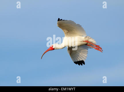 Weißer Ibis (Eudocimus Albus) blauen Himmel fliegen Stockfoto