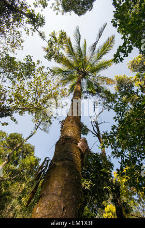 Edens Gewürz- und Kräutergarten in Thekkady, Kerala Indien Stockfoto