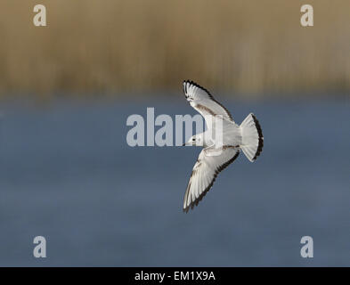 Bonapartes Gull - Chroicocephalus Philadelphia - 1. winter Stockfoto