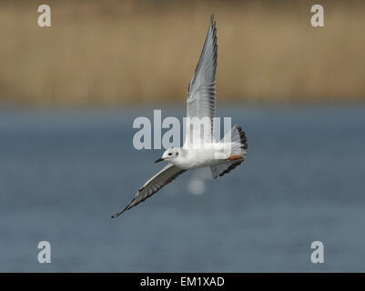 Bonapartes Gull - Chroicocephalus Philadelphia - 1. winter Stockfoto