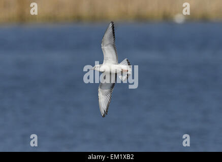 Bonapartes Gull - Chroicocephalus Philadelphia - 1. winter Stockfoto