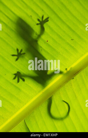 Silhouette der Tokay Gecko auf einem Palm-Baum-Blatt, Ang Thong National Marine Park, Thailand Stockfoto