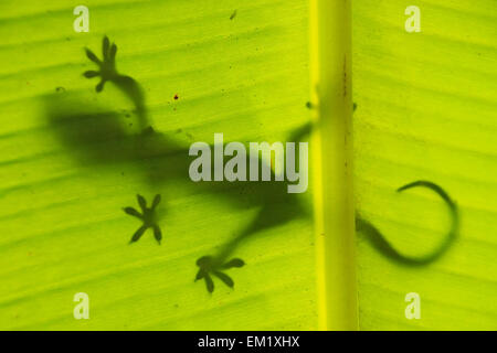 Silhouette der Tokay Gecko auf einem Palm-Baum-Blatt, Ang Thong National Marine Park, Thailand Stockfoto