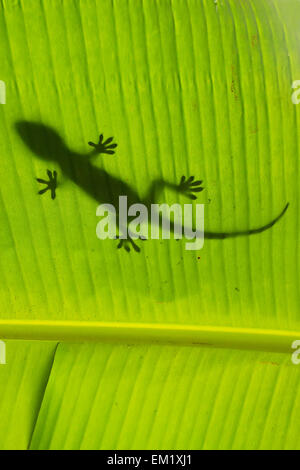 Silhouette der Tokay Gecko auf einem Palm-Baum-Blatt, Ang Thong National Marine Park, Thailand Stockfoto