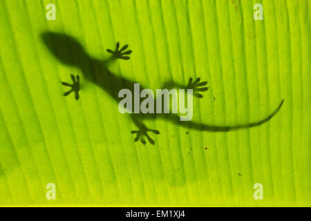 Silhouette der Tokay Gecko auf einem Palm-Baum-Blatt, Ang Thong National Marine Park, Thailand Stockfoto