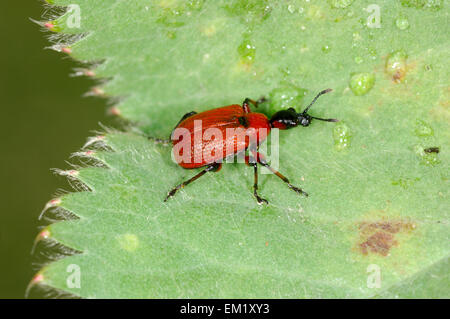 Hazel Leaf-Roller - Apoderus coryli Stockfoto