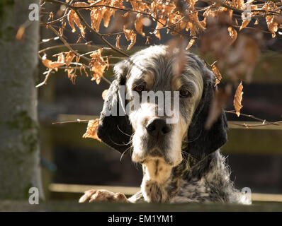 Stammbaum, Englisch Setter Hund, Rüde, Tri-Color Showhund, Blue Belton und Tan, mit Blick auf eine Wand, neben einer Buche Stockfoto