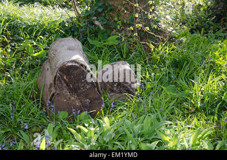 Protokolle im Frühjahr Waldgebiet mit Glockenblumen Stockfoto