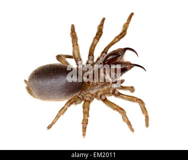 Geldbörse-Web-Spider - Atypus affinis Stockfoto