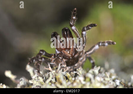 Geldbörse-Web-Spider - Atypus affinis Stockfoto