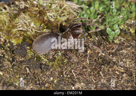 Geldbörse-Web-Spider - Atypus affinis Stockfoto