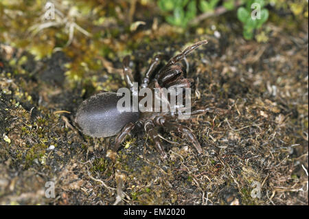 Geldbörse-Web-Spider - Atypus affinis Stockfoto