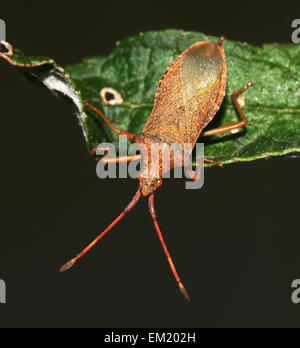 Box-Bug - Gonocerus acuteangulatus Stockfoto