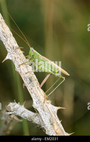 Lange-winged Conehead - verfärben Conocephalus Stockfoto