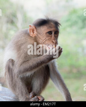 Affen essen Müll bei der Periyar Reserve in Thekkady, Kerala Indien Stockfoto