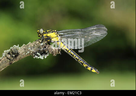 Club-tailed Dragonfly - Befestigung vulgatissimus Stockfoto