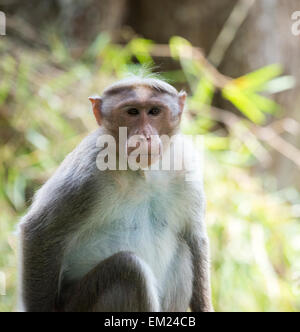 Affe in der Periyar Reserve in Thekkady, Kerala Indien Stockfoto