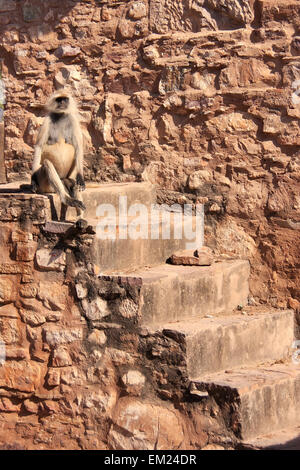 Graue Languren (Semnopithecus Dussumieri) sitzen im Ranthambore Fort, Rajasthan, Indien Stockfoto