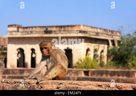 Rhesus-Makaken (Macaca Mulatta) sitzen im Taragarh Fort, Bundi, Rajasthan, Indien Stockfoto