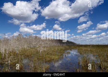 Seichtes Wasser fließt durch kahle Zypresse Wald und Sawgrass Grasland, Everglades-Nationalpark, Florida. Stockfoto