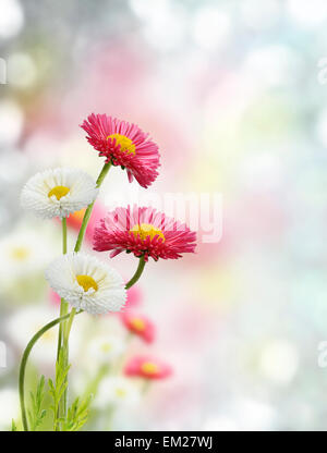 Weiß und lila Frühlingsblumen Stockfoto