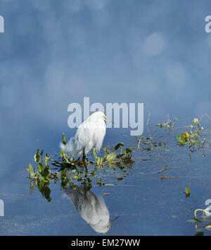 Snowy Silberreiher (Egretta unaufger) In Florida Wetlands Stockfoto