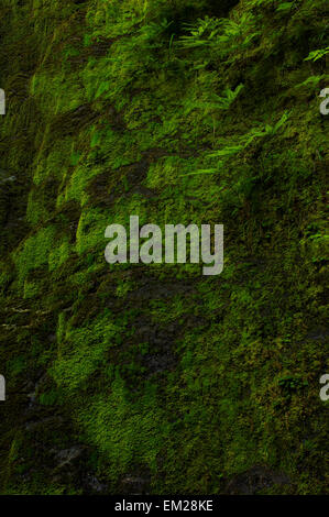 Schöne Nahaufnahme von Moos, die im Olympic Rainforest, Washington State, wachsen. Natur, Pflanze, moosiger Hintergrund. Stockfoto