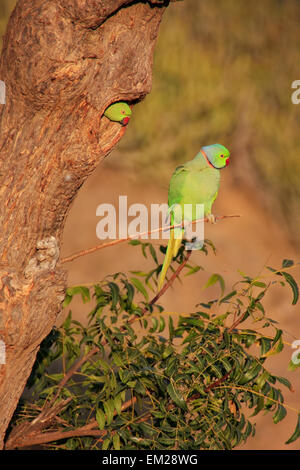 Indische Rose beringt Sittich (geflohen waren) sitzen auf einem Baum, Pushkar, Rajasthan, Indien Stockfoto