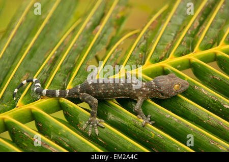 Junge Tokay Gecko auf einem Palm-Baum-Blatt, Ang Thong National Marine Park, Thailand Stockfoto