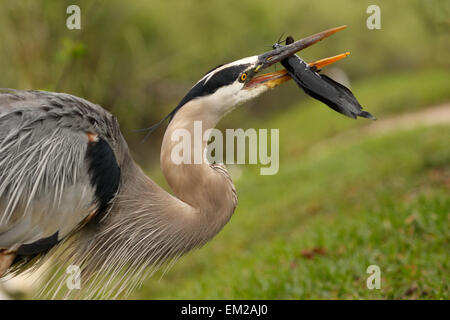 Porträt von Great Blue Heron (Ardea Herodias) Fisch zu essen Stockfoto