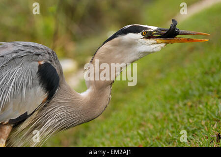 Porträt von Great Blue Heron (Ardea Herodias) Fisch zu essen Stockfoto