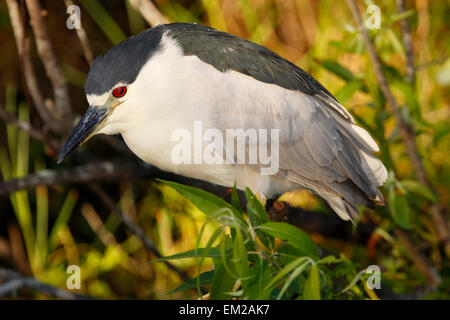 Schwarz-gekrönter Nachtreiher (Nycticorax Nycticorax) Stockfoto