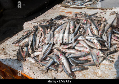 Fische fliegen auf dem Markt in Munnar, Kerala Indien bedeckt Stockfoto