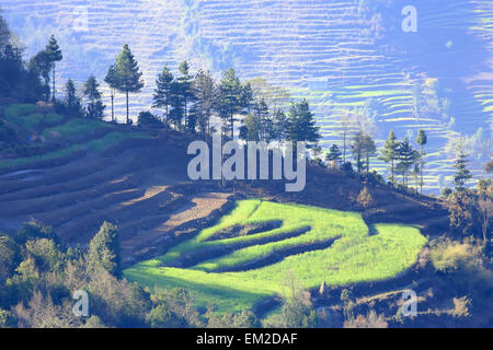 Reisfelder. Everest-Region, Nepal. Stockfoto