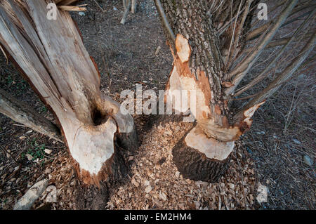 Baumstämme von Biber (Castor Fiber), nagte Innufer, Tirol, Österreich Stockfoto