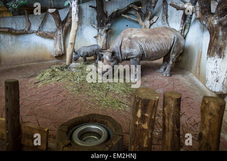 Spitzmaulnashorn (Diceros Bicornis), Erwachsene und junge, Fütterung, Zoologischer Garten Zürich, Zürich, Schweiz Stockfoto