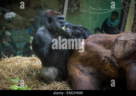 Gorillas (Gorilla), Männlich, im Gehäuse hinter Glas, Zoologischer Garten Zürich, Zürich, Schweiz Stockfoto