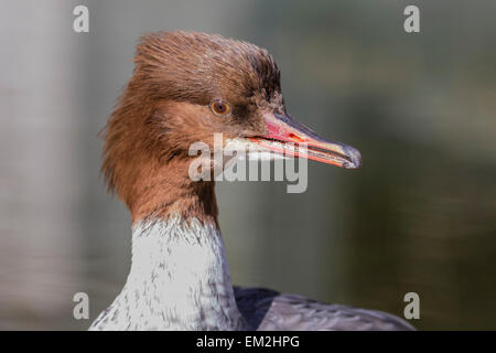 Gemeinsamen Prototyp (Mergus Prototyp), Weiblich, in Gefangenschaft, Tirol, Österreich Stockfoto