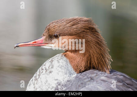Gemeinsamen Prototyp (Mergus Prototyp), Weiblich, in Gefangenschaft, Tirol, Österreich Stockfoto
