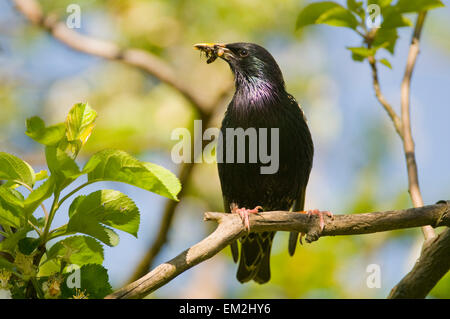 Europäischen Star (Sturnus Vulgaris), Erwachsene mit Nahrung im Schnabel Stockfoto