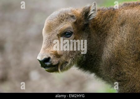 Bisons, Wisente (Bison Bonasus), Kalb, in Gefangenschaft, Thüringen, Deutschland Stockfoto