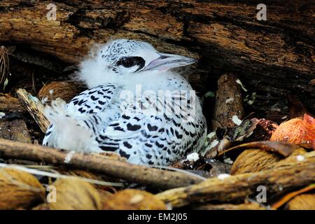 Young White-tailed Tropicbird (Phaethon Lepturus) im Nest, Cousin Island, Seychellen Stockfoto