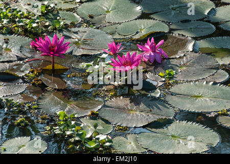 Lotosblumen (Nelumbo), Vembanad See, Kerala, Südindien, Indien Stockfoto