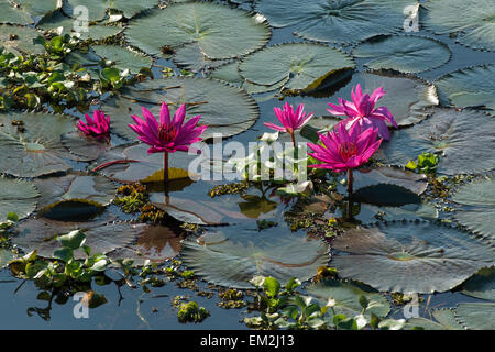 Lotosblumen (Nelumbo), Vembanad See, Kerala, Südindien, Indien Stockfoto