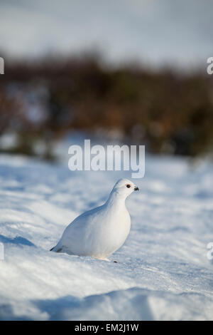 Alpenschneehuhn (Lagopus Lagopus) im Schnee, Wintermantel, Dovrefjell-Sunndalsfjella-Nationalpark, Norwegen Stockfoto