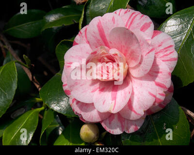 Japonica-Kamelie-Lady Vansittart, blühenden eine Formen-rosa Sorte blühen im zeitigen Frühjahr. Stockfoto